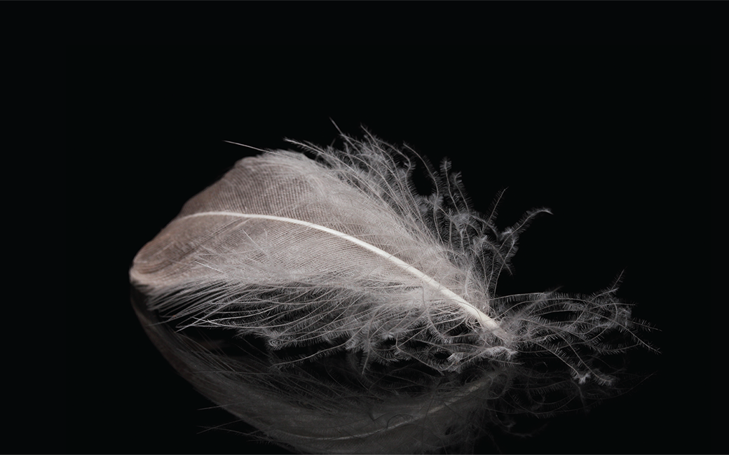 16 a 19 abril | Lago dos Cisnes na Amadora  