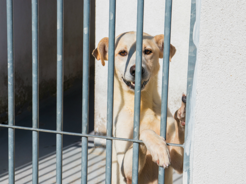 Objetivo desta iniciativa: Sensibilizar para o bem-estar animal e adoções responsáveis