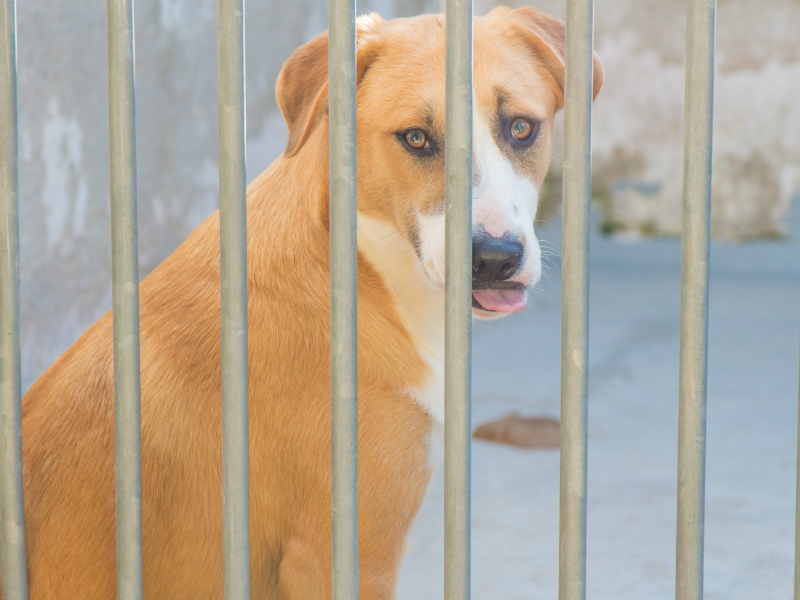 Objetivo desta iniciativa: Sensibilizar para o bem-estar animal e adoções responsáveis