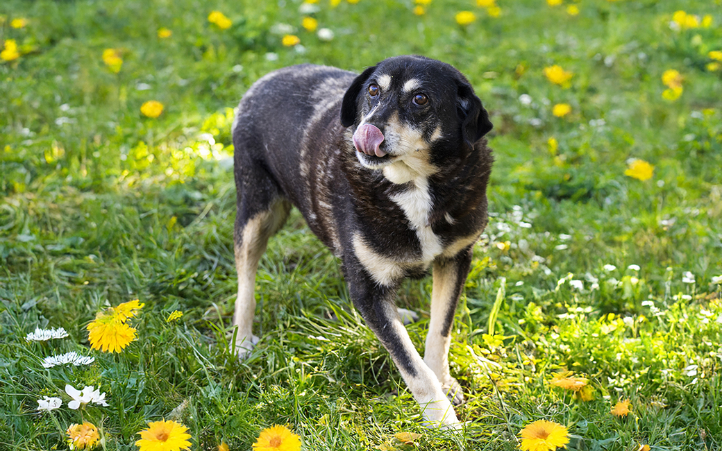 Lucky: Está no CROAMA desde julho de 2019. Idade estimada: 01/01/2015. Está vacinada, esterilizada e desparasitada